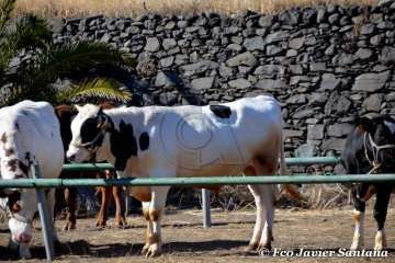 Muestra de ganado de las fiestas del patrono de Telde (Foto  Francisco Javier Santana)